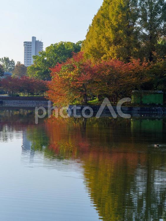 大阪城のお堀に映り込む秋景色 大阪城,お堀,秋景色の写真素材