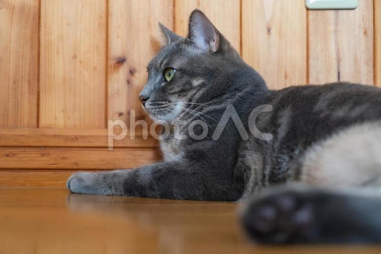 横になるグレーの猫 のんびり,気持ちいい,眠いの写真素材