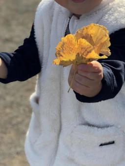 黄色い葉っぱ見つけたよ 黄色い葉っぱ見つけたよの写真