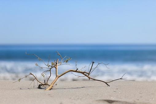 砂浜と枯れ木 枯れ木,流木,木の写真素材