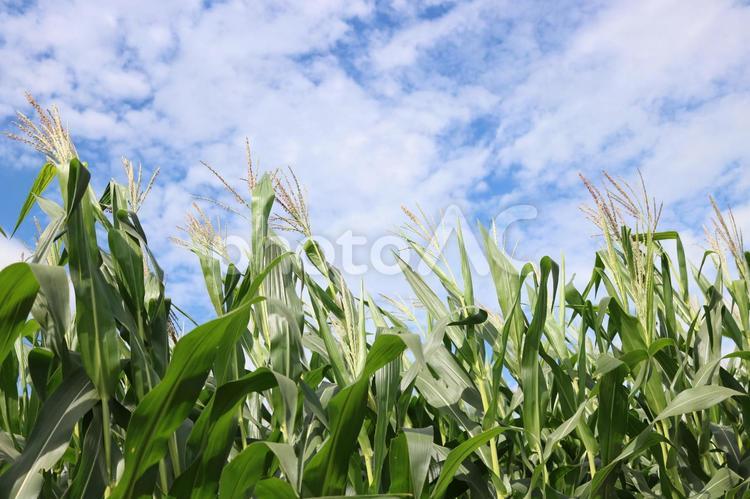 とうもろこし畑 自然,夏,とうもろこし畑の写真素材