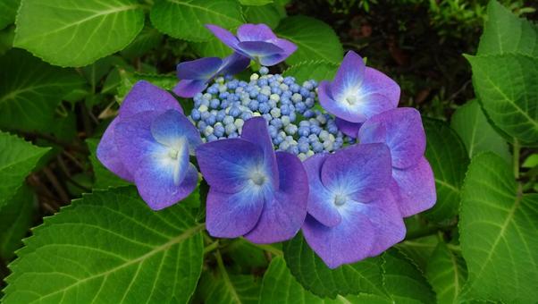 紫の紫陽花 紫の紫陽花 夜,花,初夏の写真素材