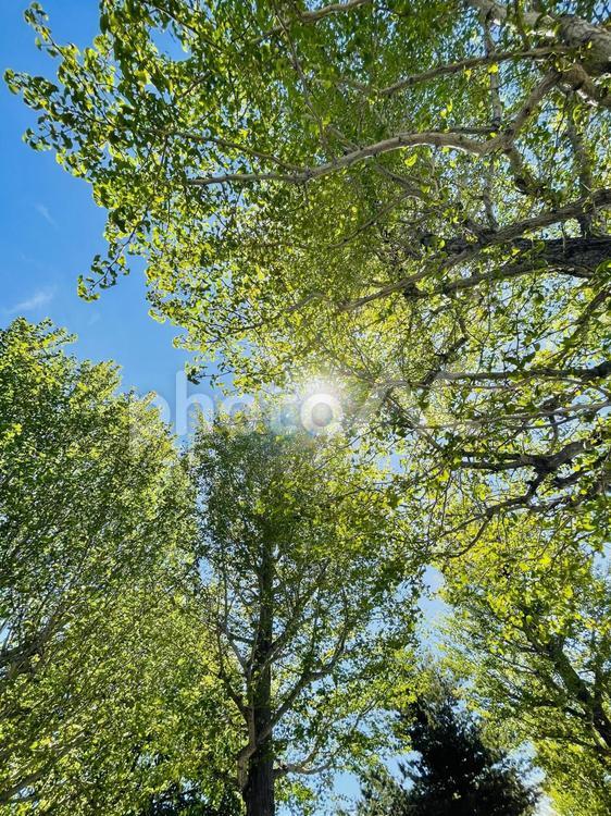 木々の間から太陽と青空 青空,太陽,樹の写真素材