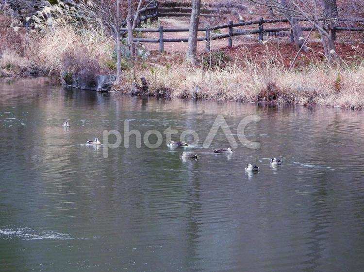 冬の日のミクルマ池 風景,池,水面の写真素材