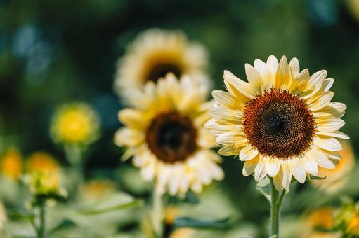 ひまわりがとても綺麗ですの写真