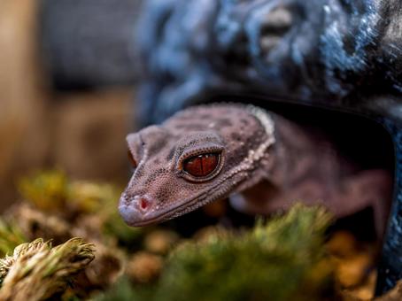 ハイナントカゲモドキ・ヤモリのアップの写真