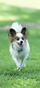 papillon papillonの写真