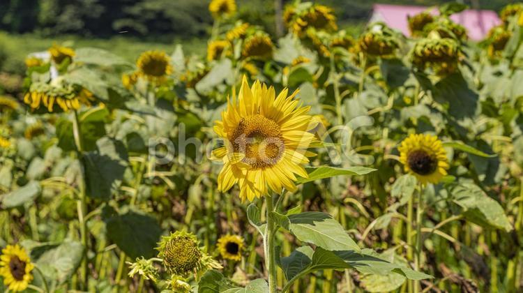 向日葵　　ひまわり　８月 ひまわり,向日葵,夏の写真素材