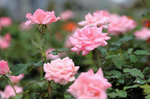 上品なピンクの秋バラ バラ,バラ園,ブライダル・ピンクの写真素材