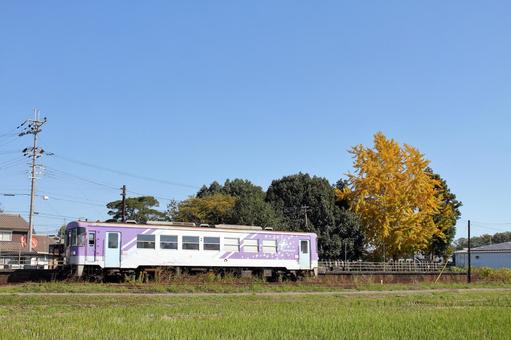 北条鉄道、田原駅ホーム上のイチョウ 北条鉄道,田原駅,駅の写真素材