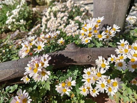 野菊 秋,菊,小花の写真素材