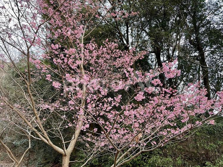 ももいろの桜 桜,ピンク,濃いピンクの写真素材