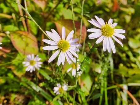 コヨメナの花 コヨメナの花の写真