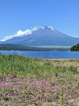 春の平野の浜 春の平野の浜 富士山,世界遺産,自然の写真素材