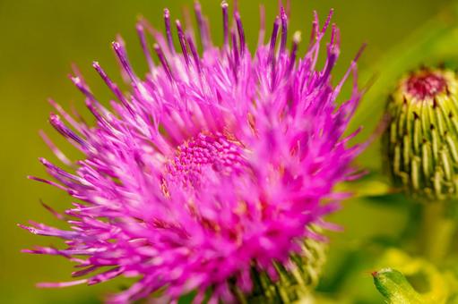アザミの花が咲いています アザミの花が咲いていますの写真