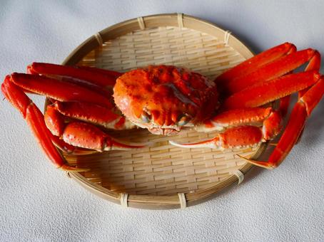 ずわいがに.2 ずわいがに,カニ,甲殻類の写真素材