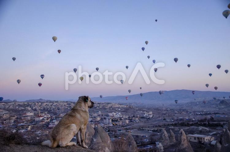 カッパドキアに上がる気球を眺める野良犬 トルコ,カッパドキア,気球の写真素材