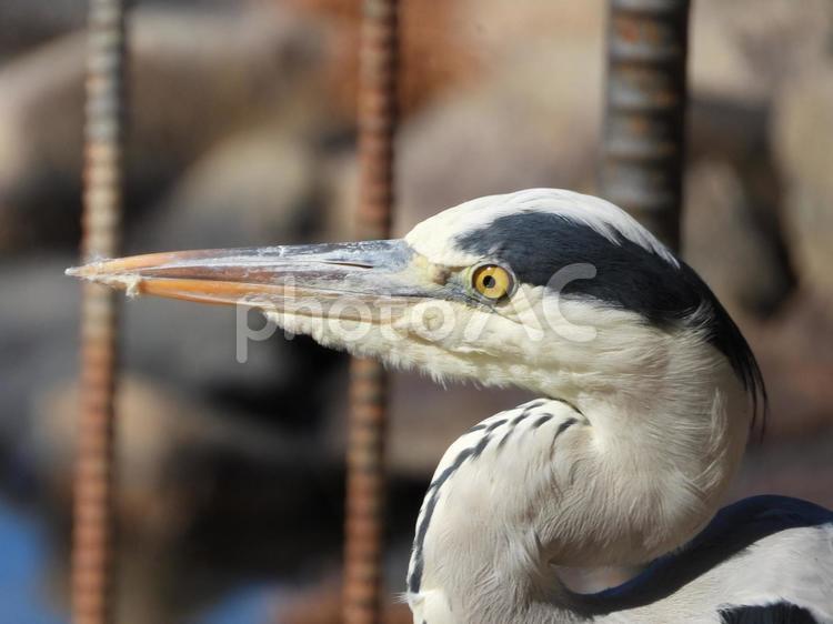 アオサギ　横顔 鳥,鳥類,サギ類の写真素材