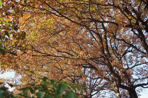公園の紅葉 公園の紅葉の写真