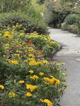 神田川11月：花壇の花のフレーム 花壇,花,マリーゴールドの写真素材