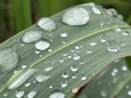 Beautiful raindrops, JPG Beautiful raindrops, JPG
