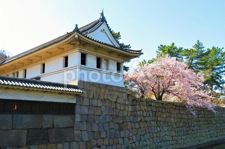 ４月上旬の丸亀城の桜の花 背景,桜,花の写真素材