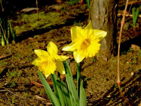 植物園の植え込みに咲くラッパズイセン ラッパズイセン,水仙,花の写真素材
