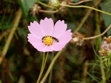 【花の写真】コスモス（秋桜）の写真