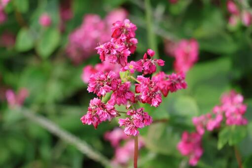 ピンクの花びらの赤そばの花のアップ ピンク,花びら,赤そばの写真素材