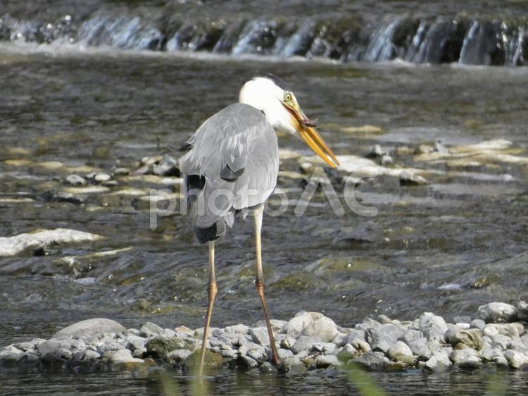 魚を呑み込む前のアオサギ 鳥,野鳥,アオサギの写真素材