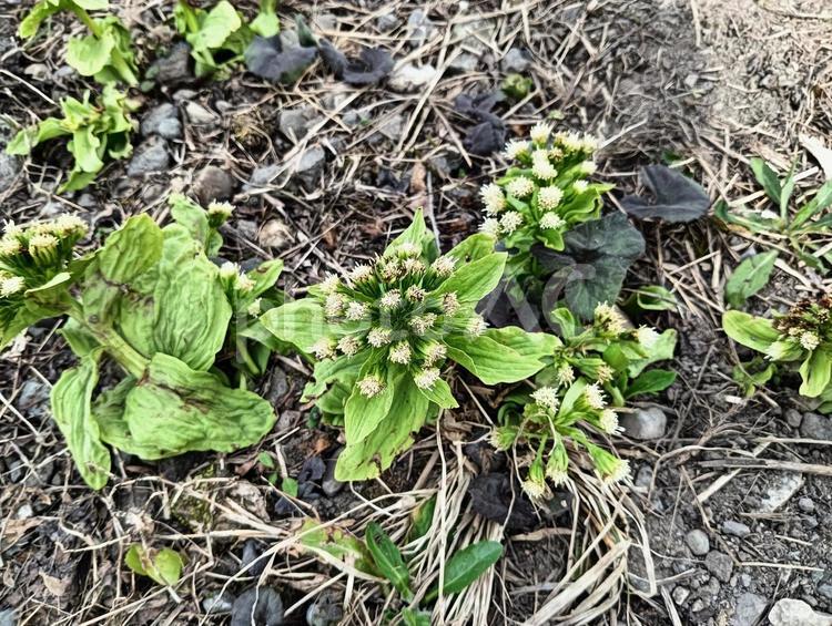 ふきのとう 蕗の薹,ふきのとう,春の写真素材