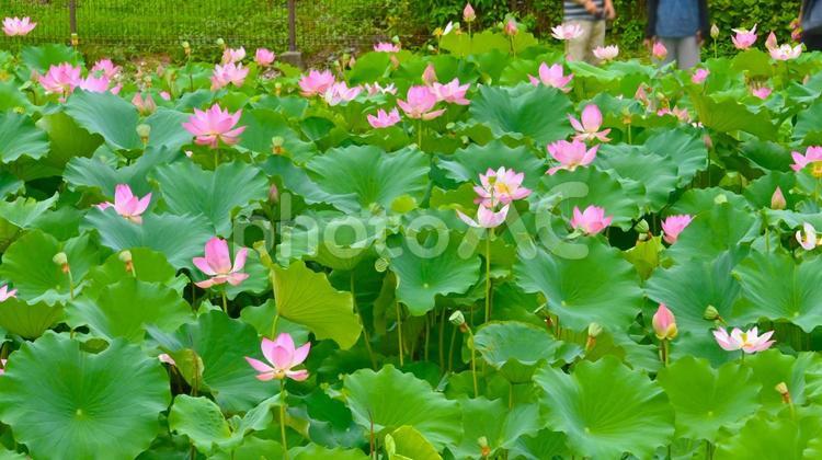 綺麗な星名池のハスの花 蓮,花,蓮華の写真素材