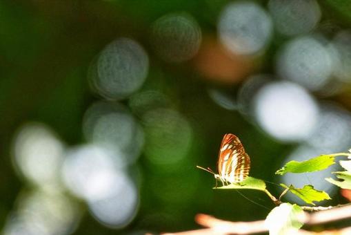 煌めきの中で 煌めきの中で 生き物,動物,昆虫の写真素材