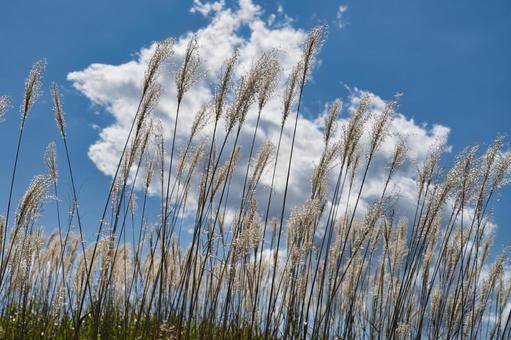 晴れの日、初秋のススキ 2 晴れの日、初秋のススキ 2 ススキ,青空,雲の写真素材