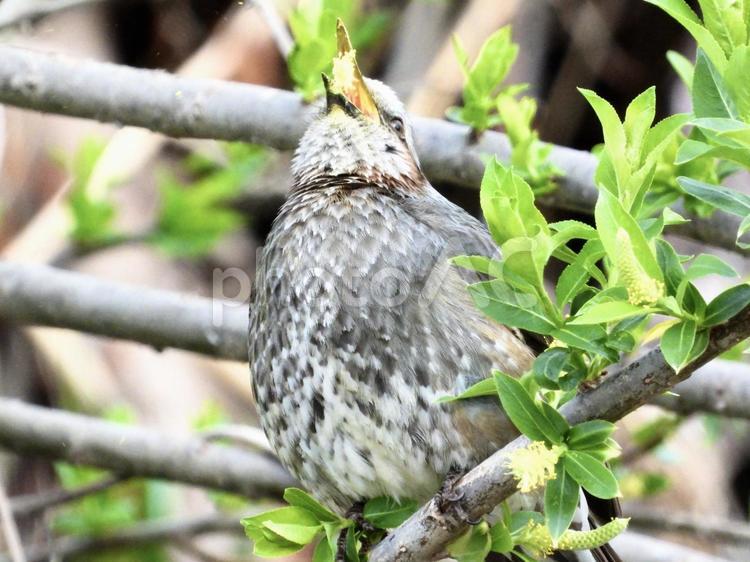 木の芽を食むヒヨドリ 鳥,野鳥,ヒヨドリの写真素材
