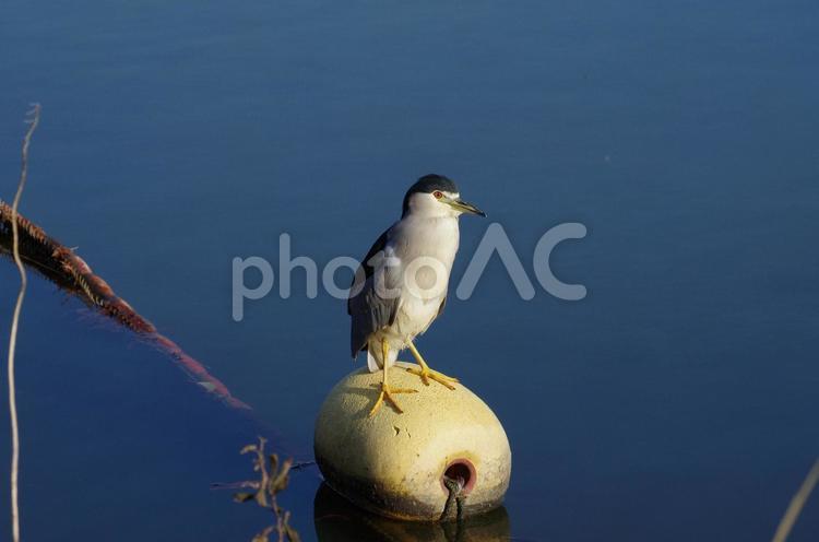 ゴイサギ４ 鳥,野鳥,水辺の鳥の写真素材
