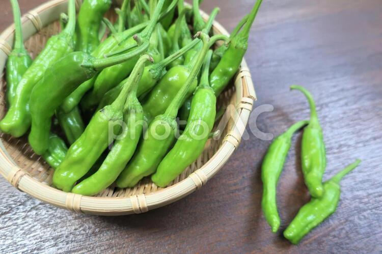 ししとう ししとう,シシトウ,シシトウガラシの写真素材