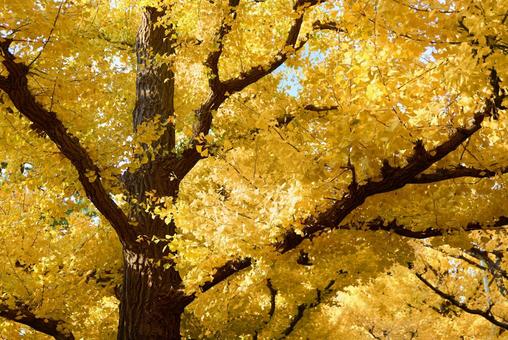 紅葉 秋 いちょうの木 紅葉 秋 いちょうの木 紅葉,いちょう,銀杏の写真素材