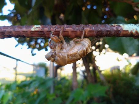 セミの抜け殻 セミの抜け殻の写真