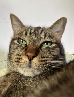 キジトラ 猫 キジトラ 猫 の写真