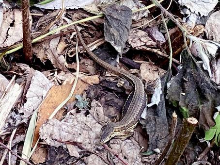 カナヘビ カナヘビ カナヘビ,トカゲ,ニホンカナヘビの写真素材