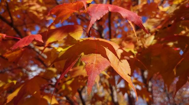 紅葉 もみじ,秋,自然の写真素材