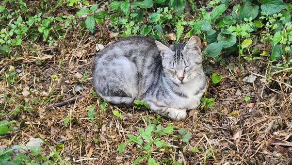 猫 野良猫,ねこ,癒しの写真素材