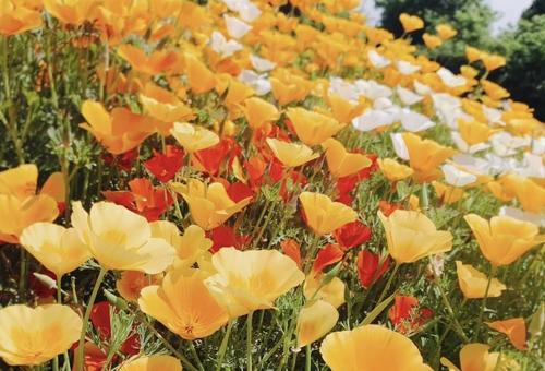 ポピー畑の写真