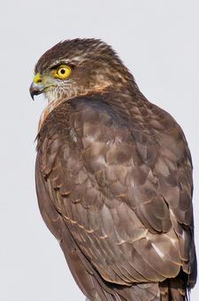 ツミ幼鳥の横顔 ツミ,雀鷹,タカの写真素材