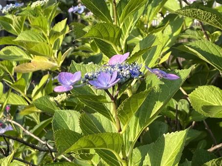 [Flower photo] Hydrangea flower, JPG