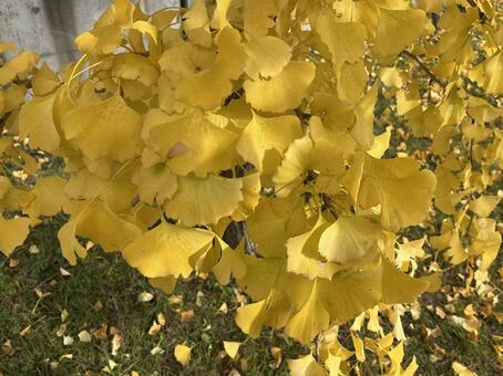 銀杏 秋,木,葉の写真素材