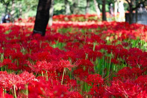 曼殊沙華_4 曼殊沙華_4の写真