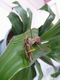 カマキリの食事 カマキリの食事の写真