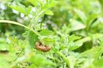せみのぬけがら セミ,蝉,夏の写真素材